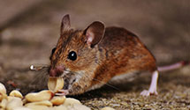 24 Hour & Emergency Exterminators in Marshall, TX